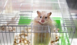 蛋仔小仓鼠皮肤爆料视频